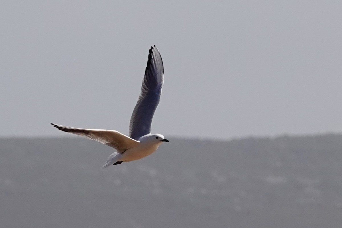 Slender-billed Gull - Laura Rollán