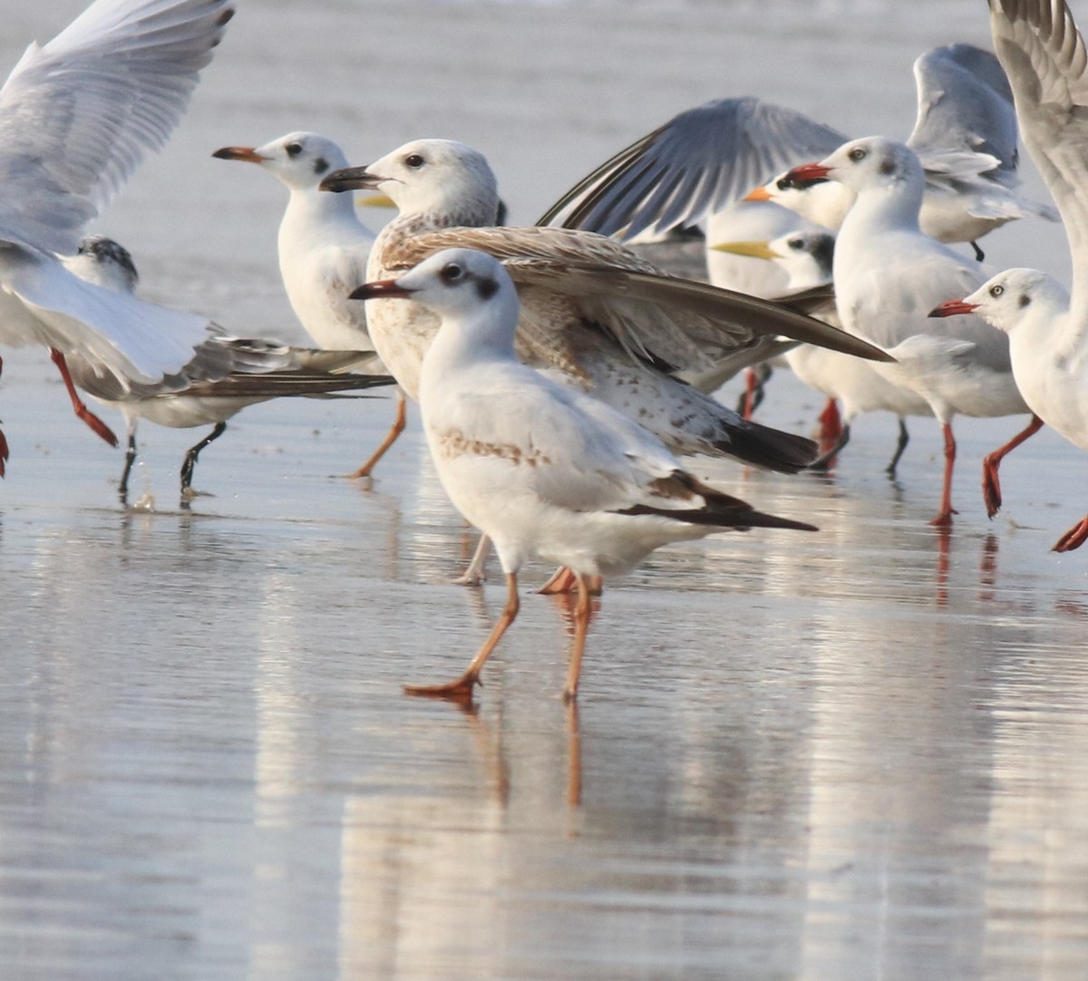 Black-headed Gull - ML617646087