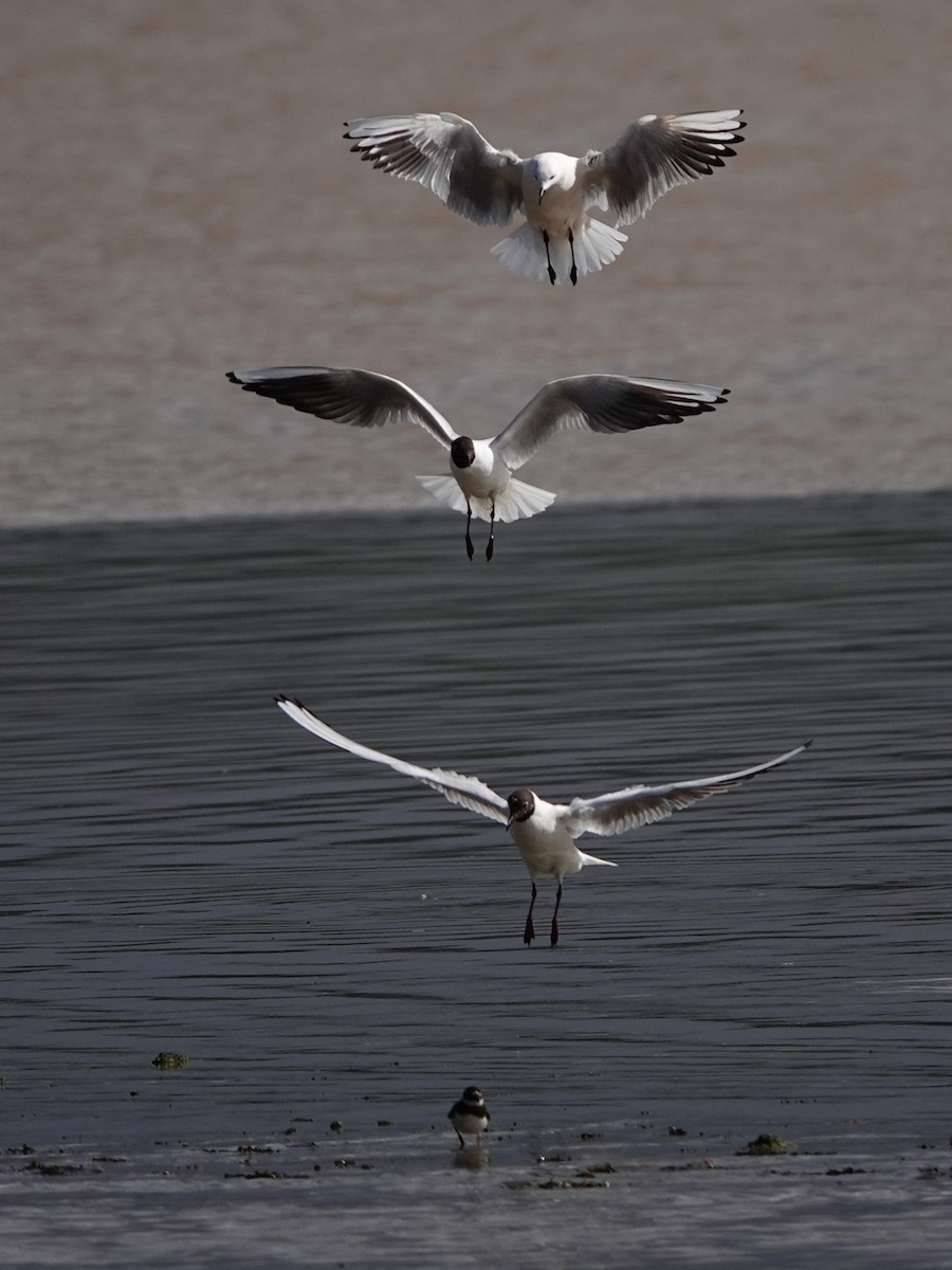 Slender-billed Gull - ML617646089