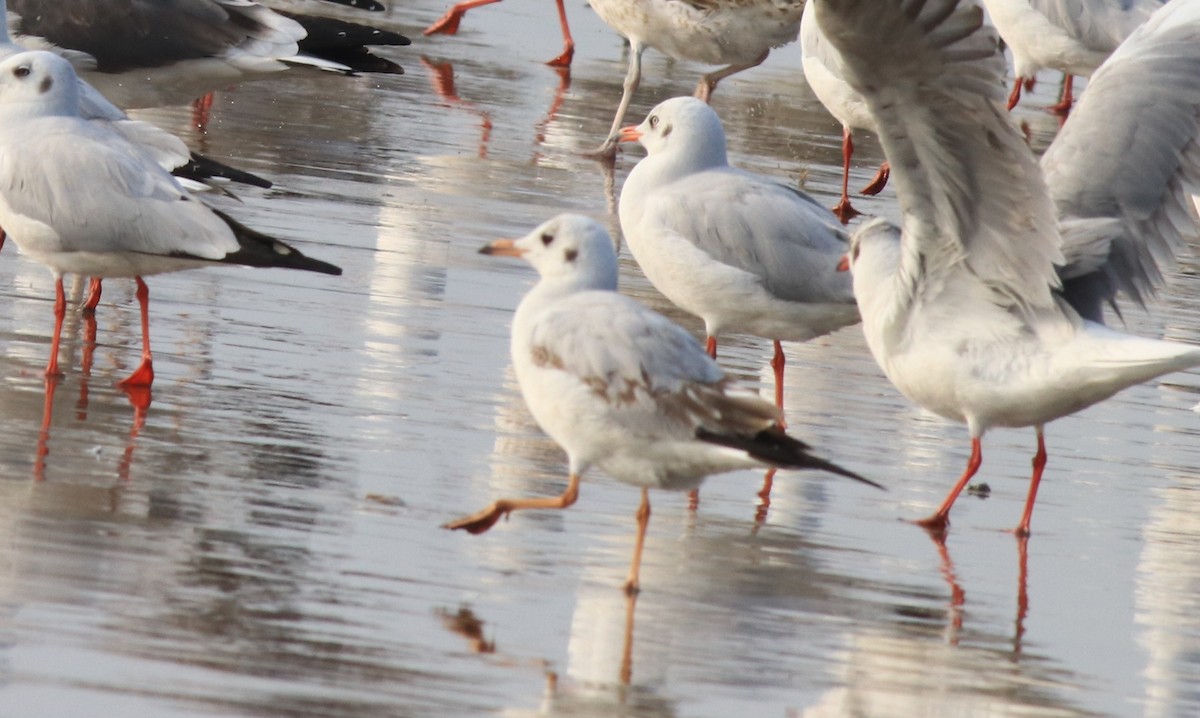 Black-headed Gull - ML617646090