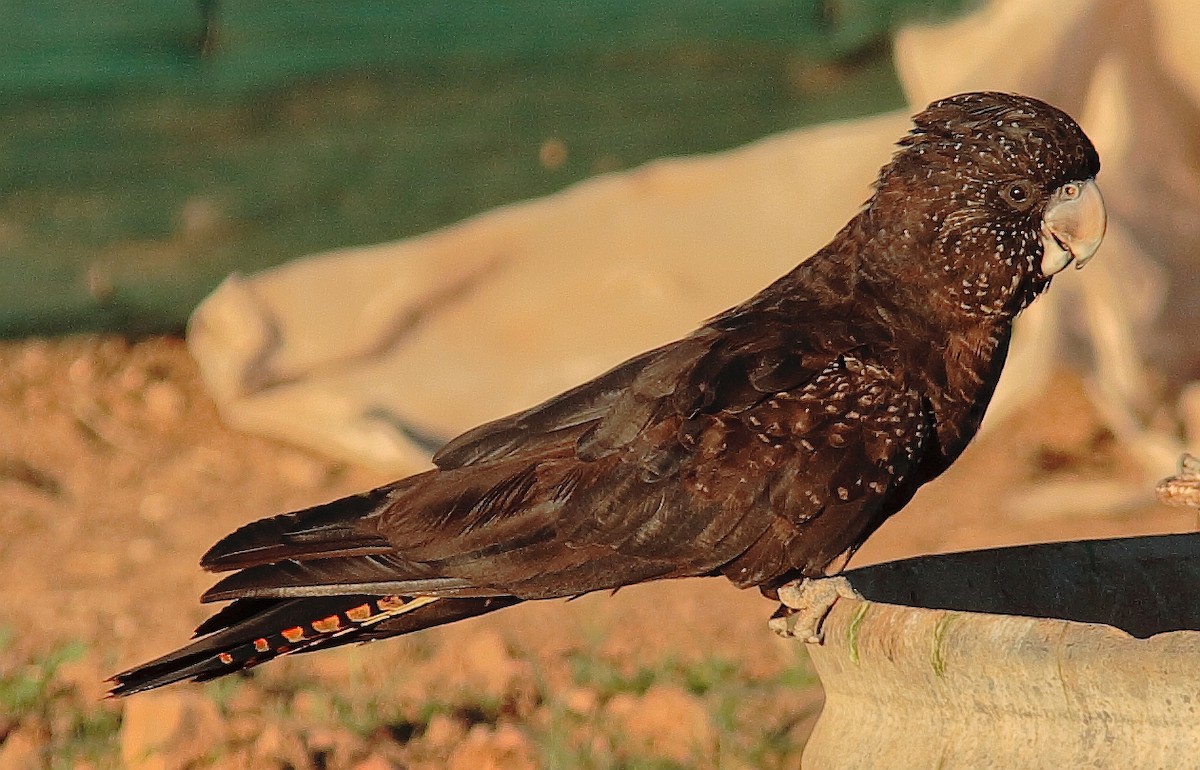 Red-tailed Black-Cockatoo - ML617646100