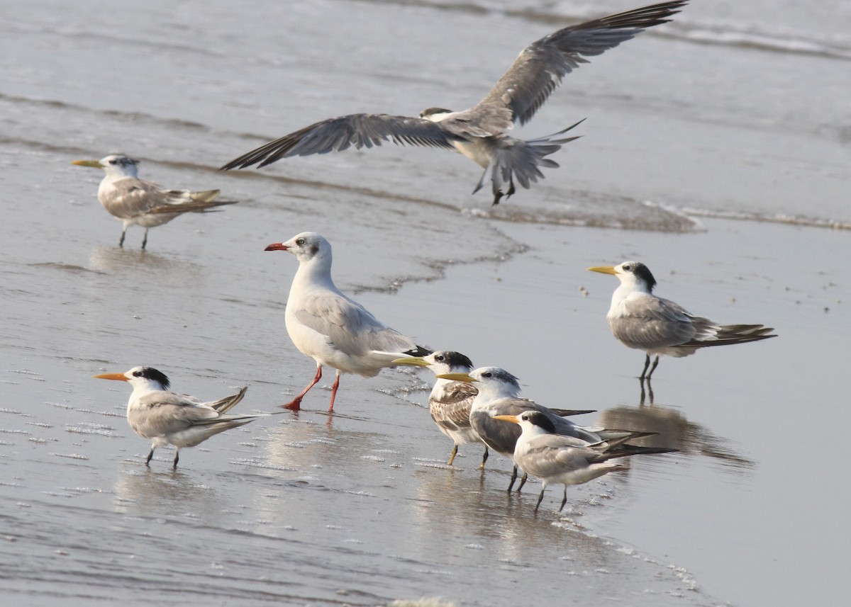 Lesser Crested Tern - ML617646112