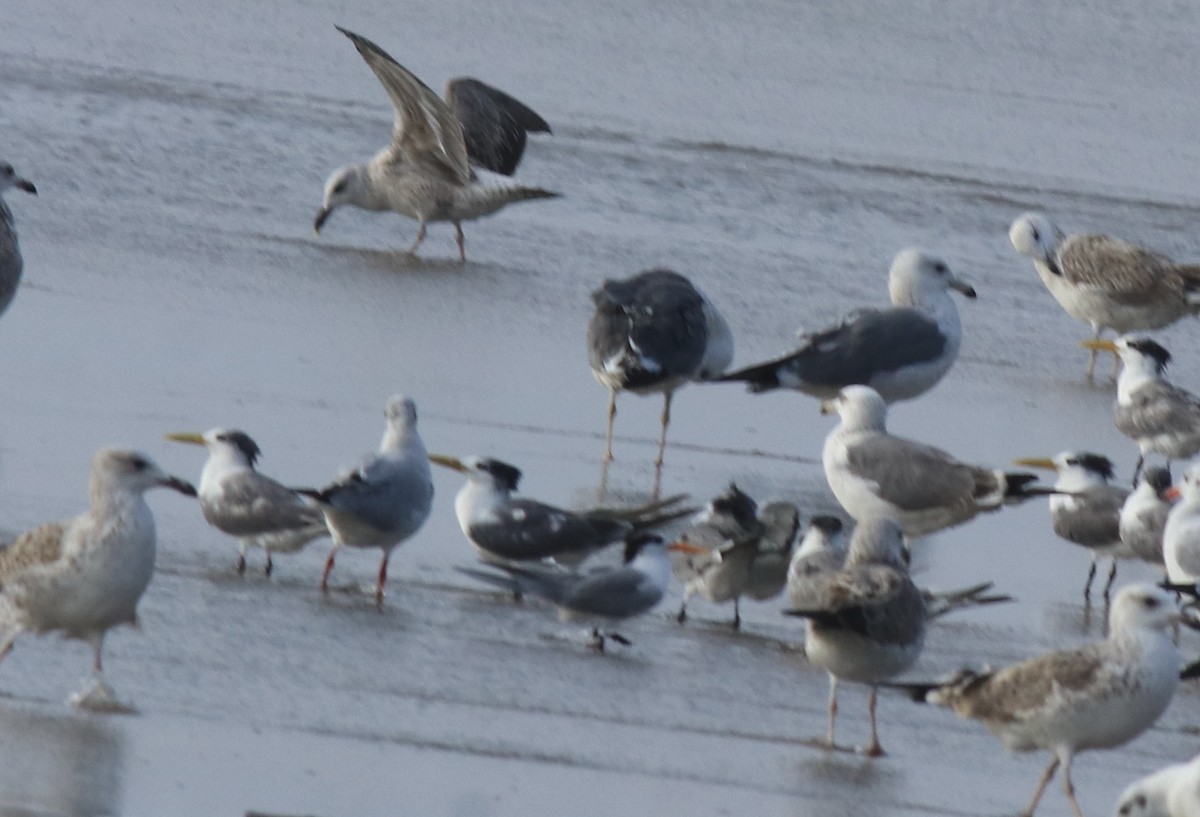 Great Crested Tern - ML617646125