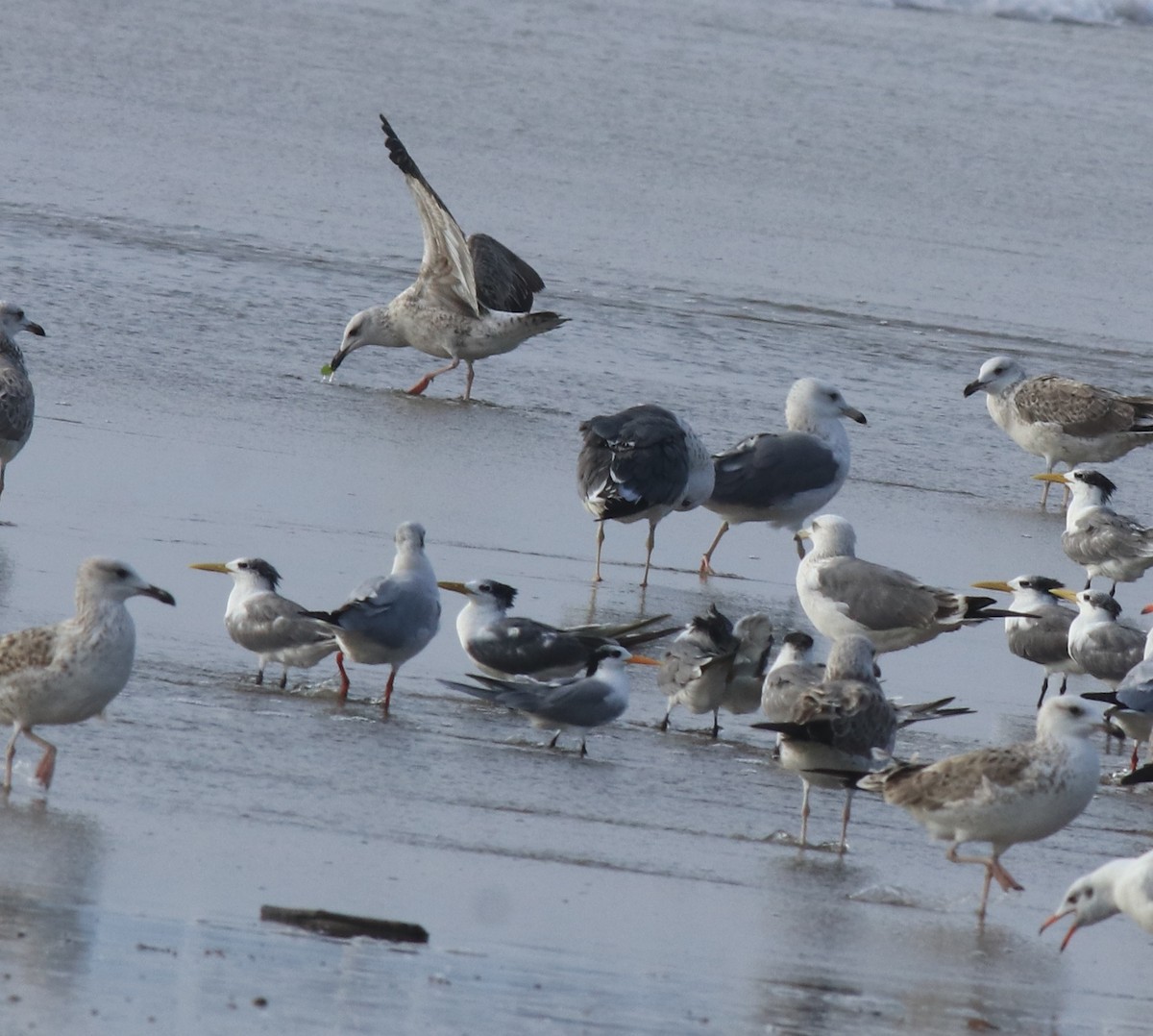 Great Crested Tern - ML617646127