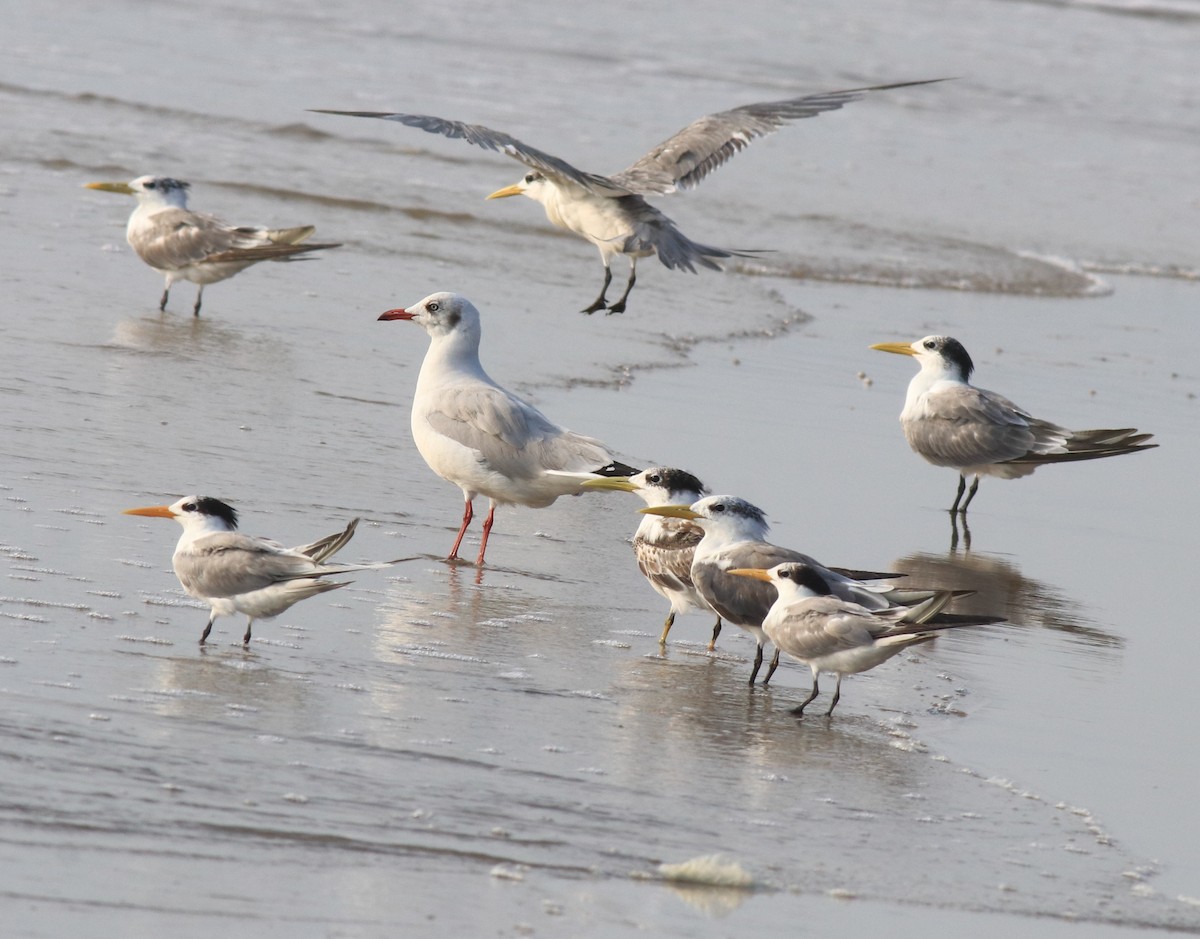 Great Crested Tern - ML617646132