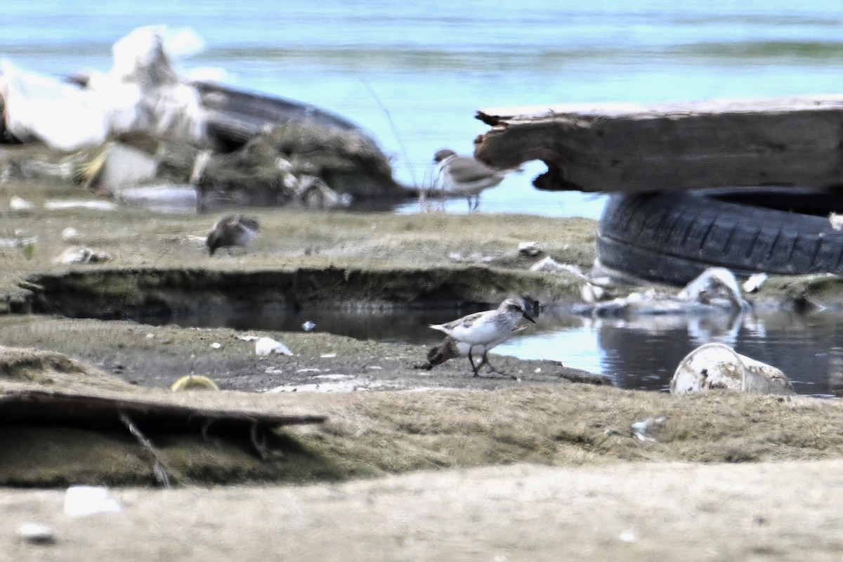 Semipalmated Sandpiper - ML617646136