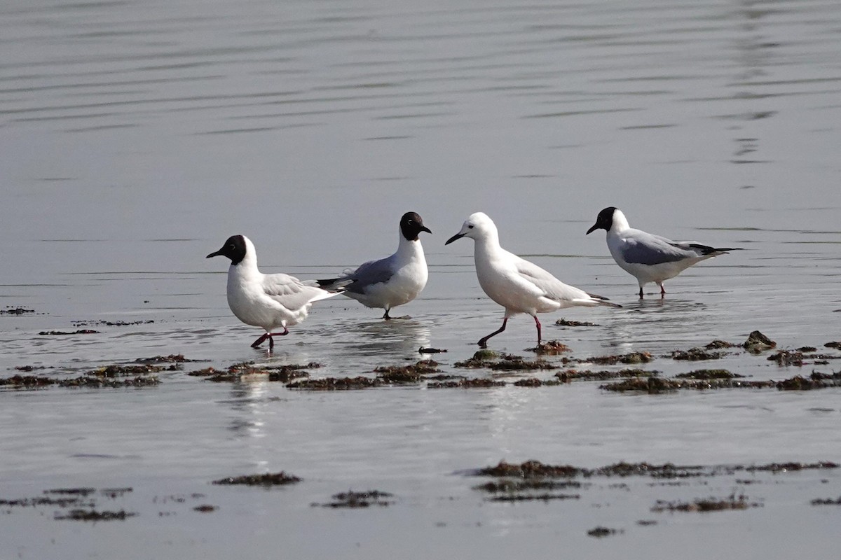 Slender-billed Gull - ML617646155