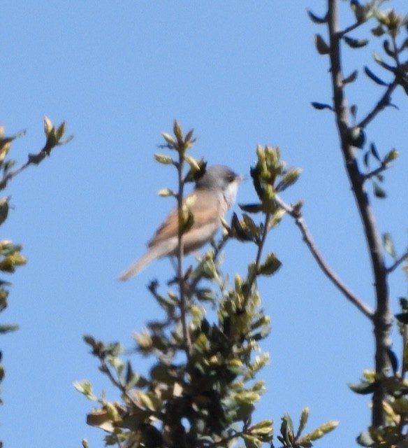 Spectacled Warbler - ML617646168