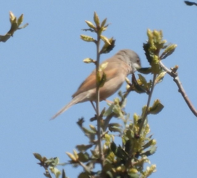 Spectacled Warbler - ML617646169