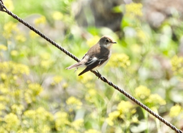 European Pied Flycatcher - ML617646173