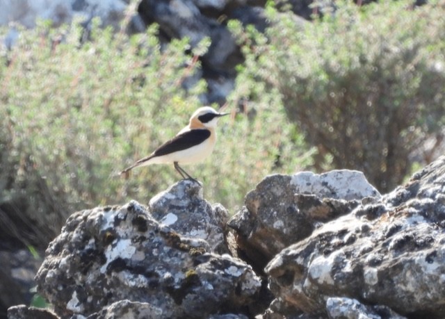 Western Black-eared Wheatear - ML617646179