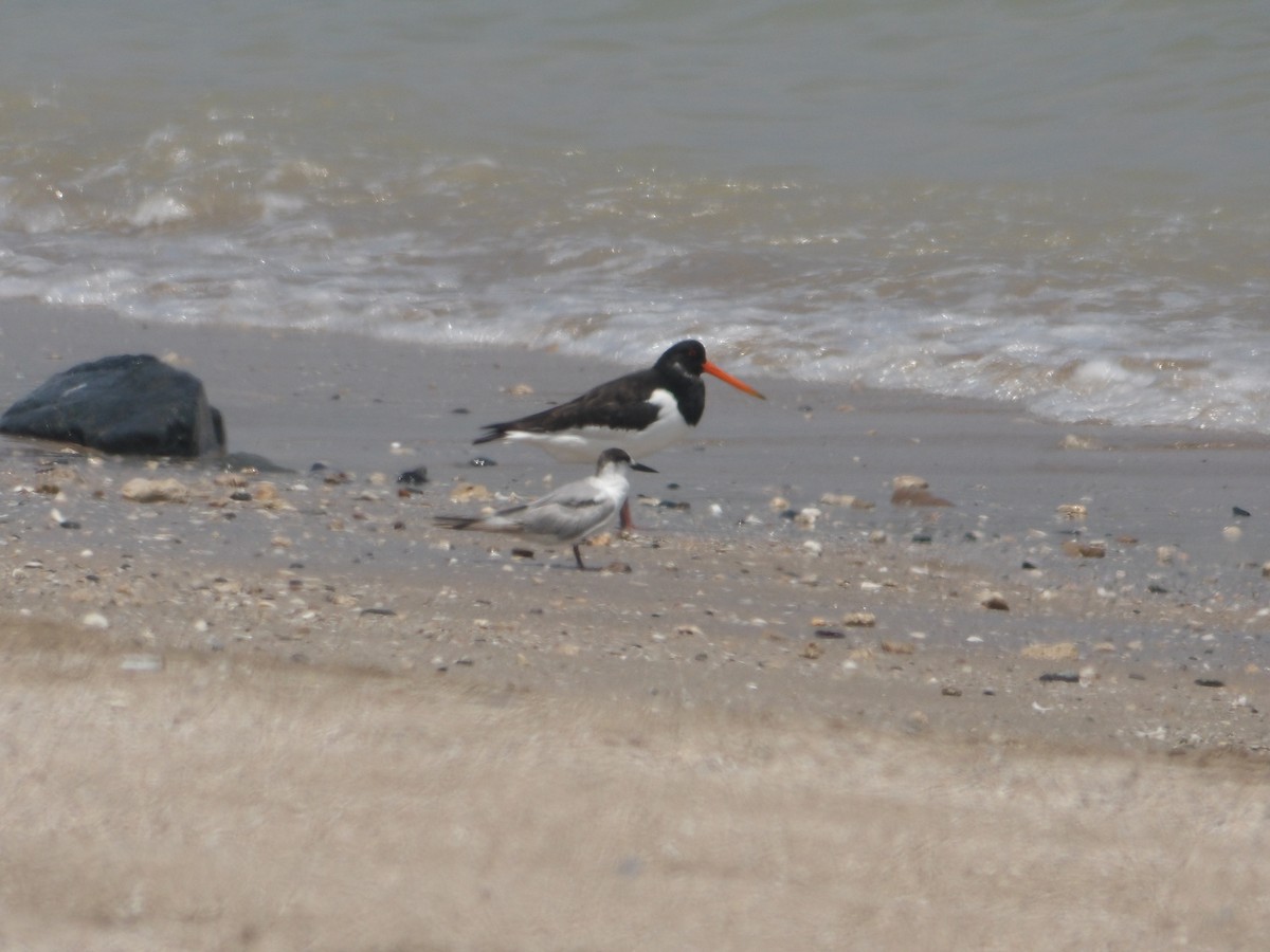 Eurasian Oystercatcher - ML617646237