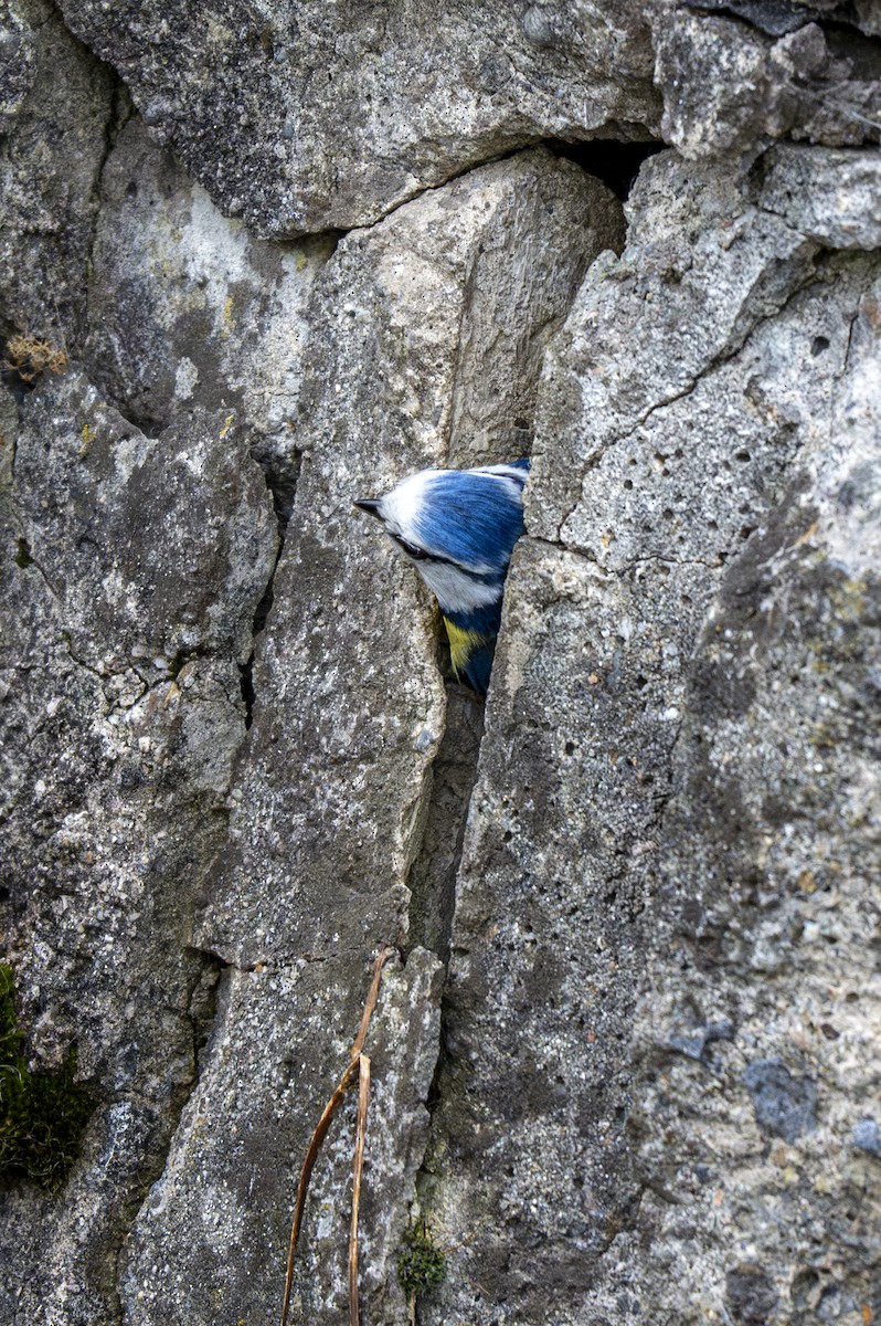 Eurasian Blue Tit - ML617646241