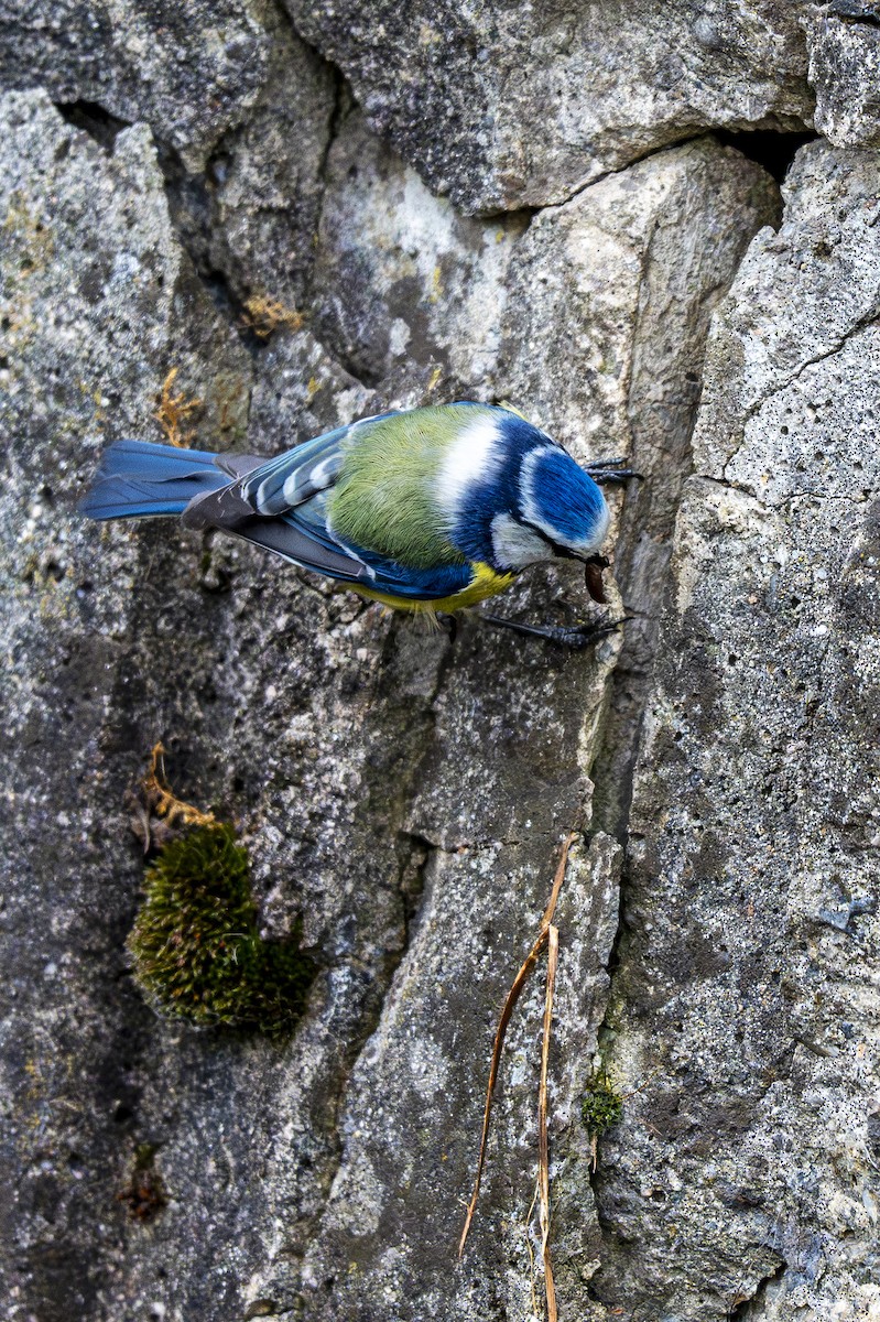 Eurasian Blue Tit - ML617646243