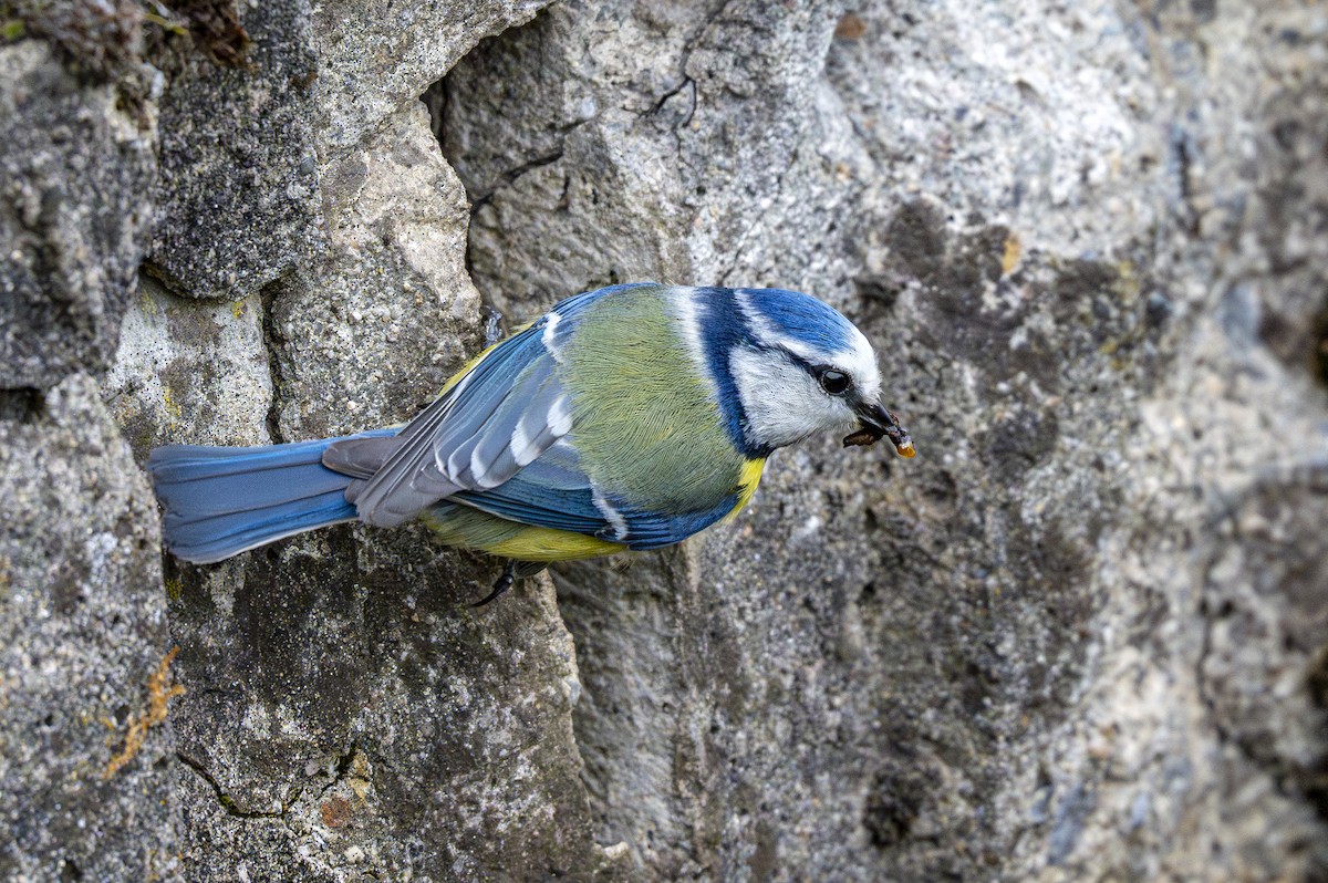 Eurasian Blue Tit - ML617646245