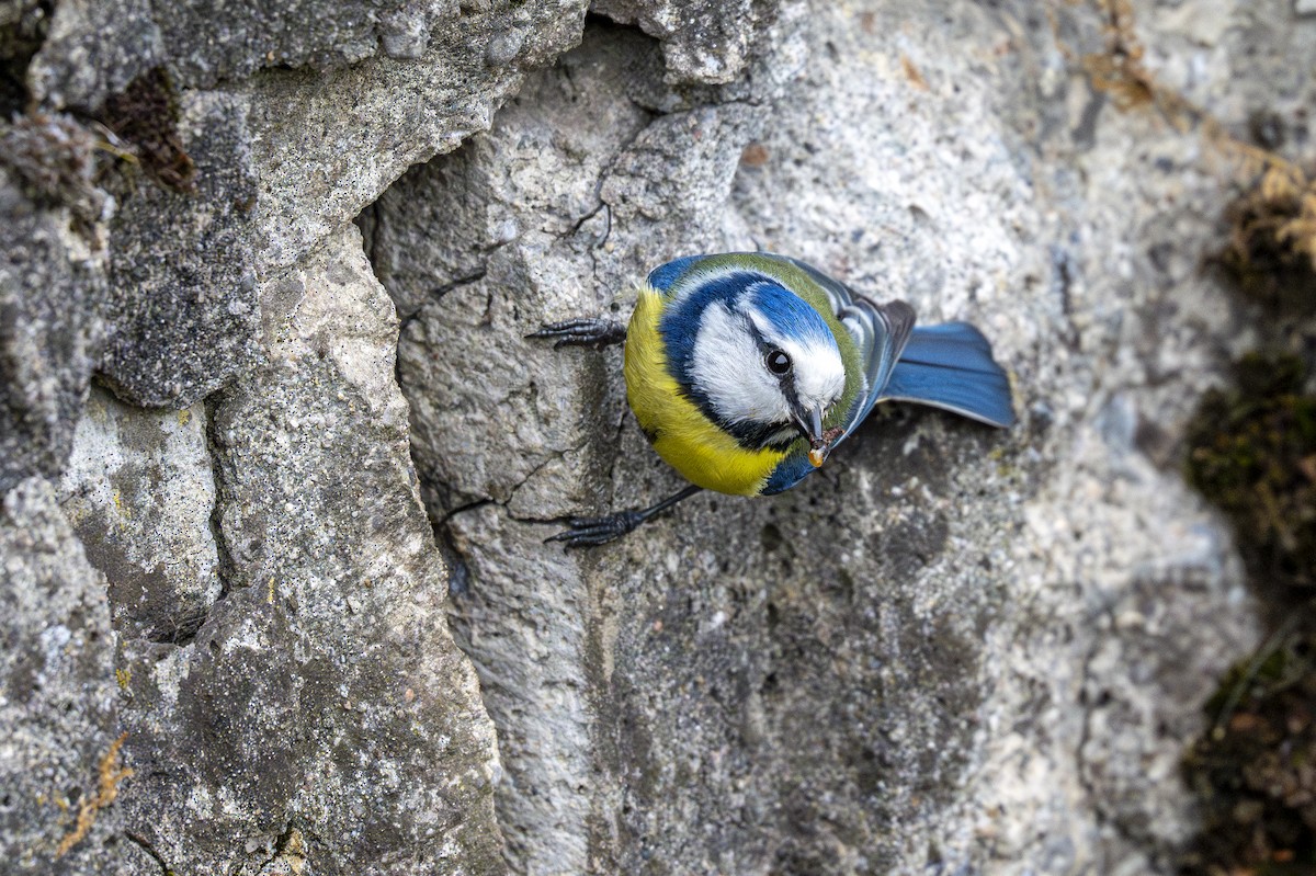 Eurasian Blue Tit - ML617646246