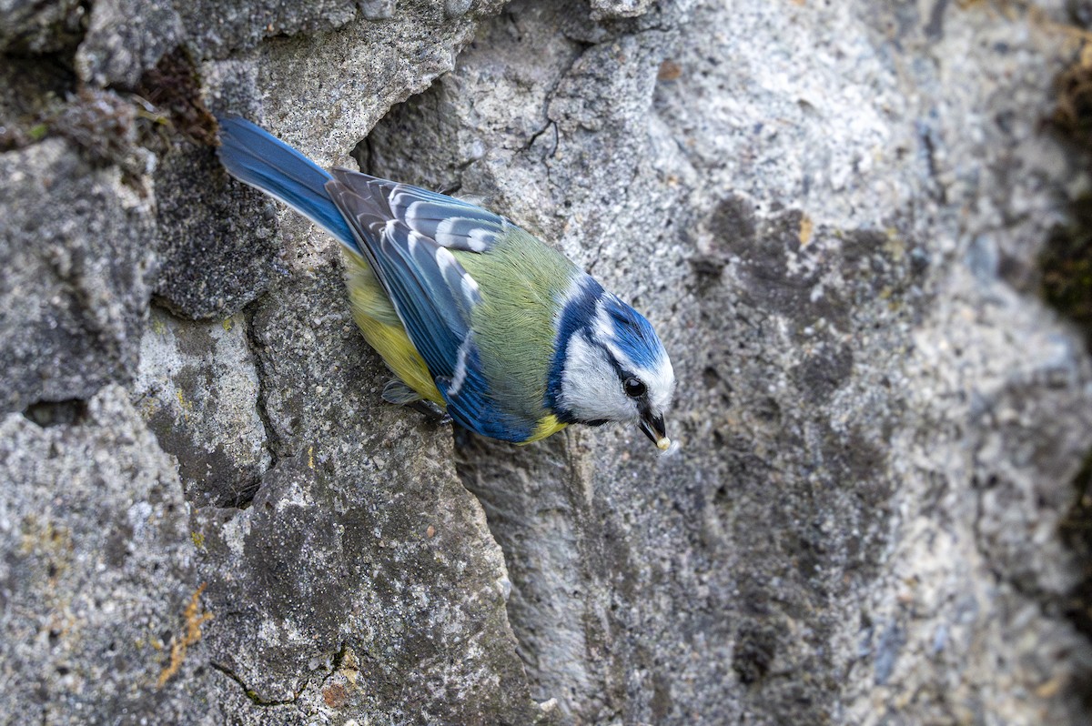 Eurasian Blue Tit - ML617646247