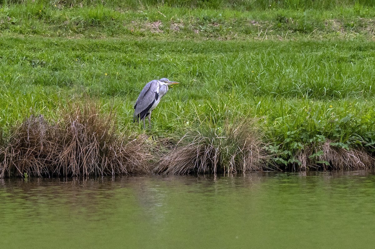 Gray Heron - ML617646254