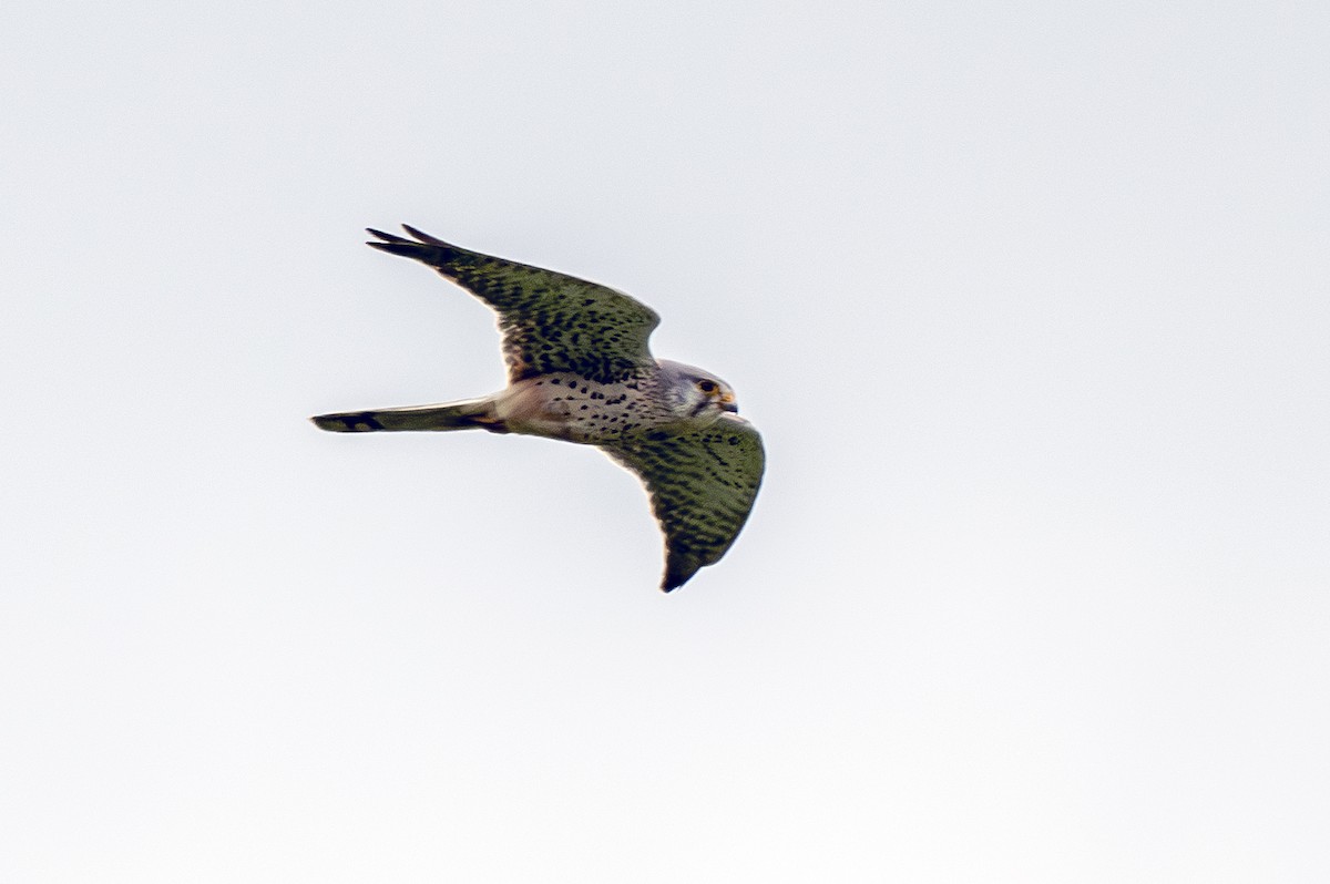 Eurasian Kestrel - ML617646257