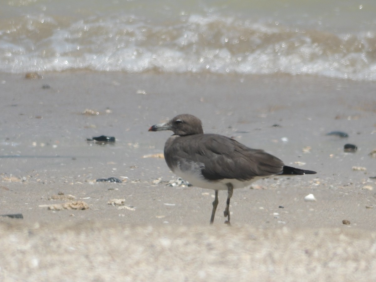 Gaviota Cejiblanca - ML617646274