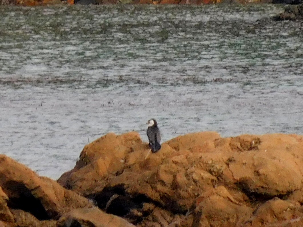 Little Pied Cormorant - Asher Perkins