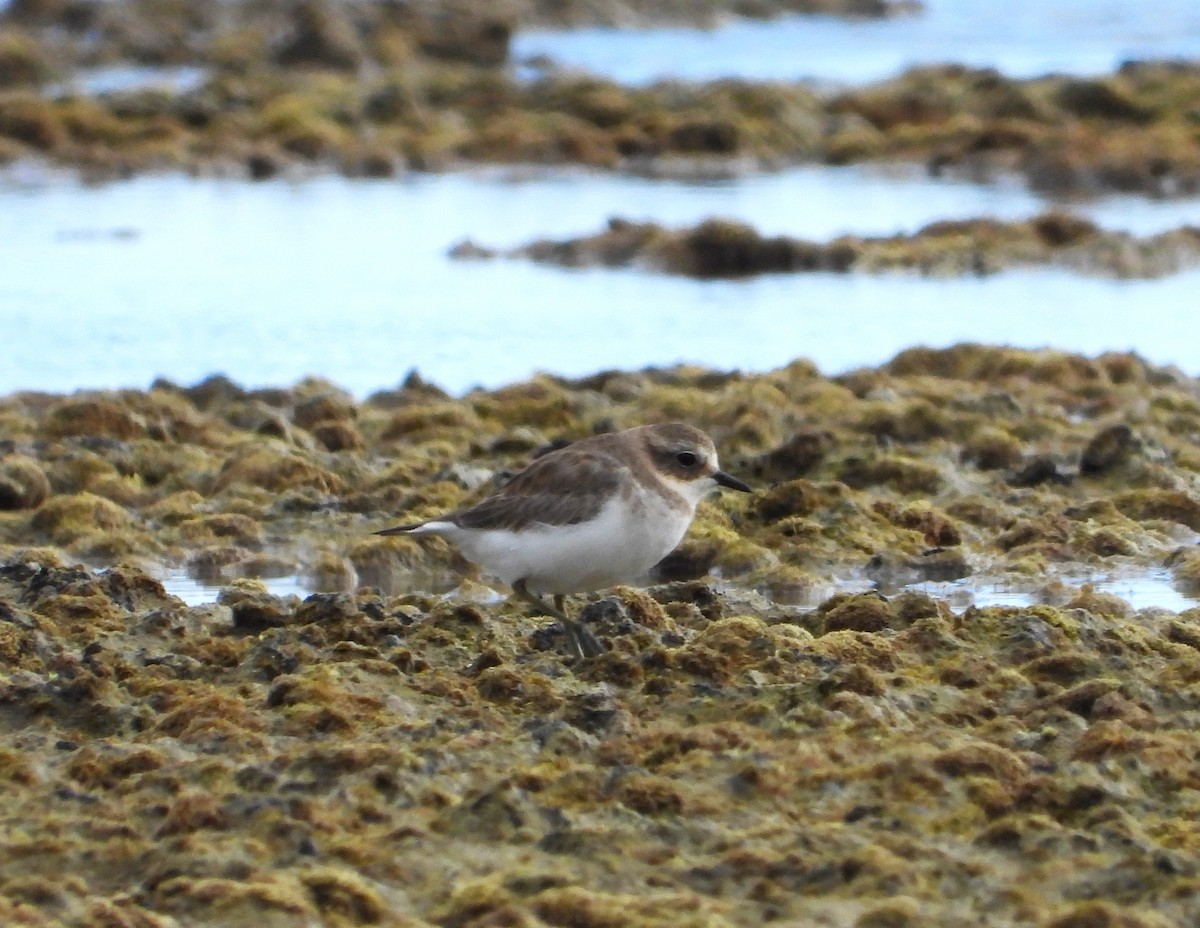 Double-banded Plover - ML617646360