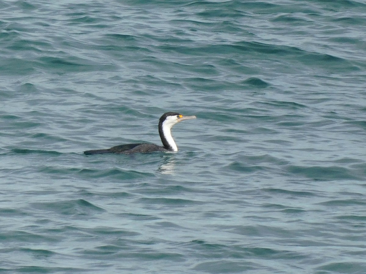 Cormoran varié - ML617646365