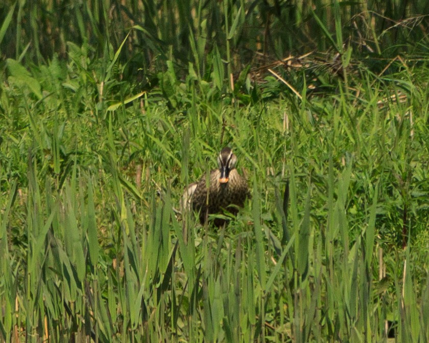 Eastern Spot-billed Duck - ML617646370