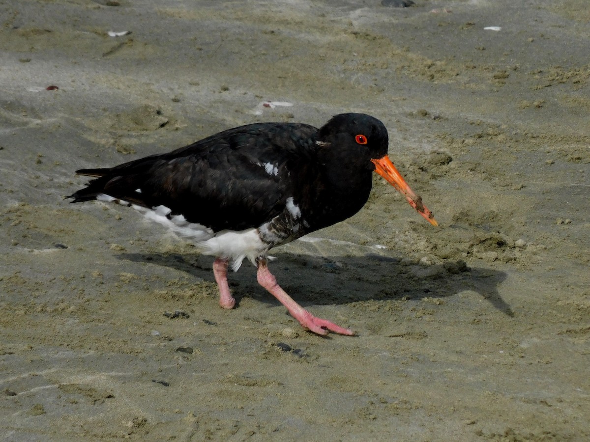 Variable Oystercatcher - ML617646375