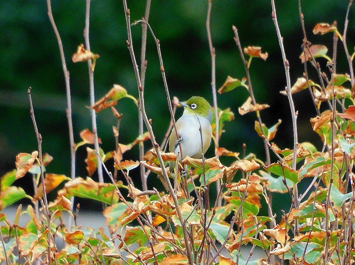 Silvereye - Asher Perkins