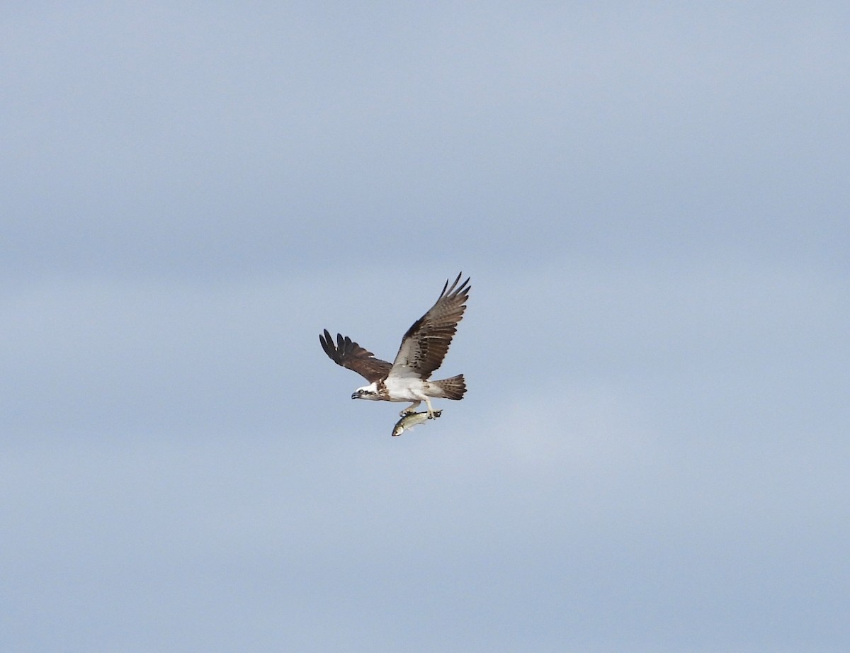 Osprey - ML617646388