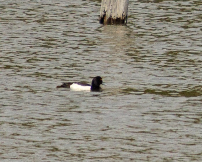 Tufted Duck - ML617646391