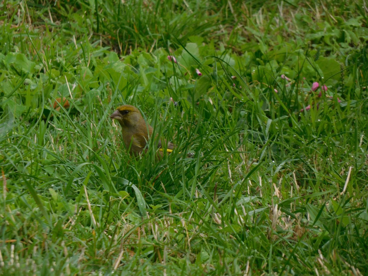 European Greenfinch - ML617646392