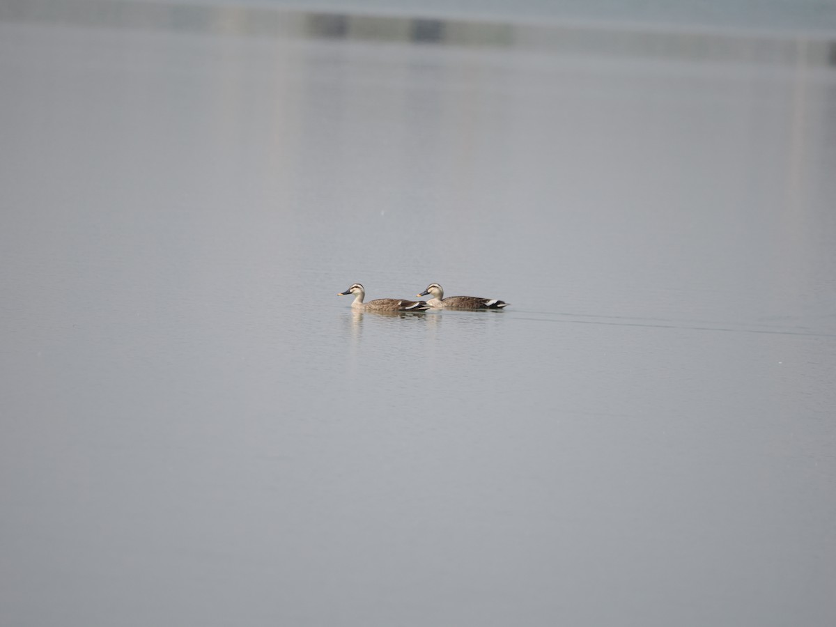 Eastern Spot-billed Duck - ML617646398