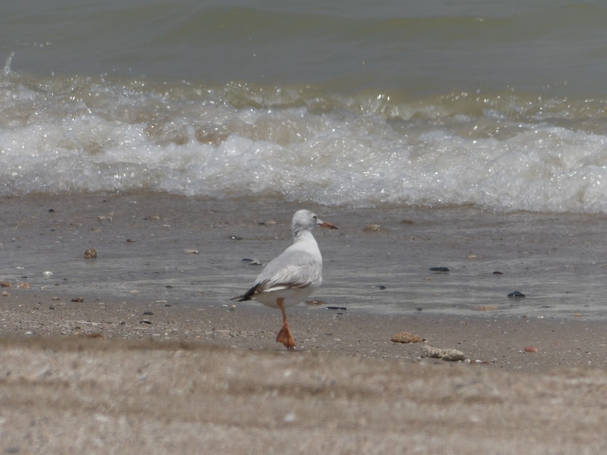 Slender-billed Gull - ML617646400