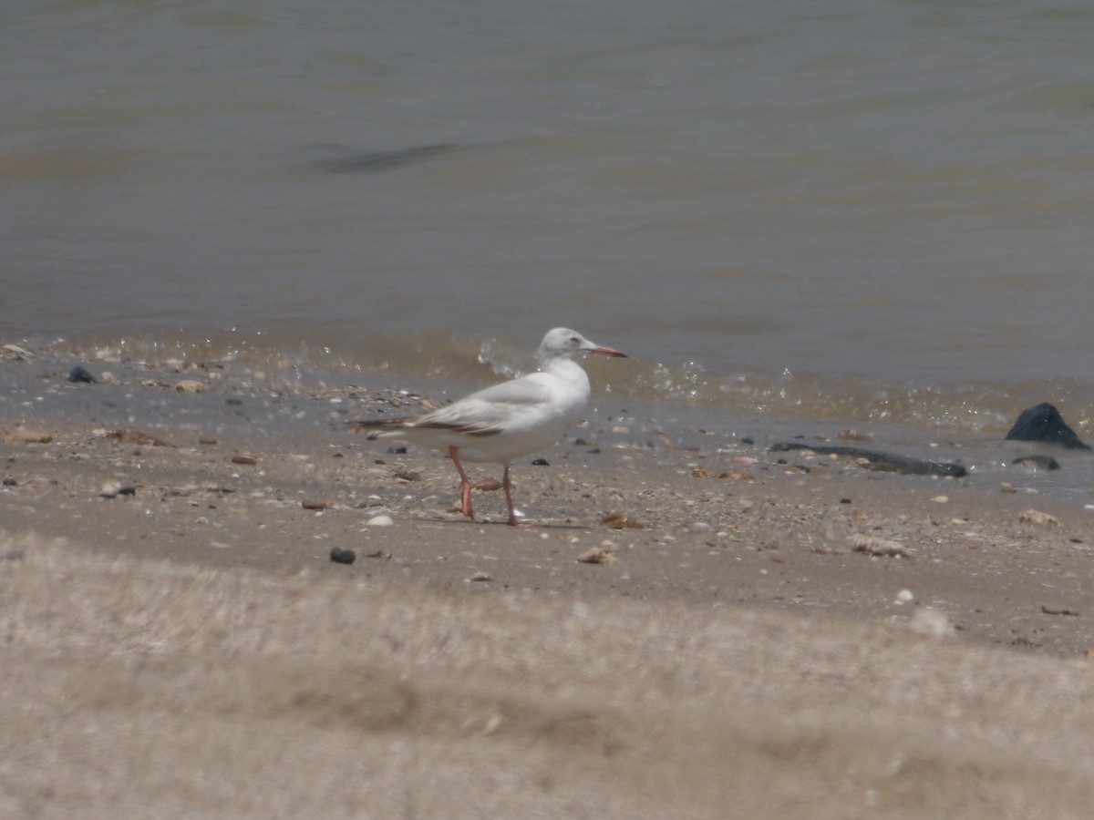 Slender-billed Gull - Loïs Bouchet