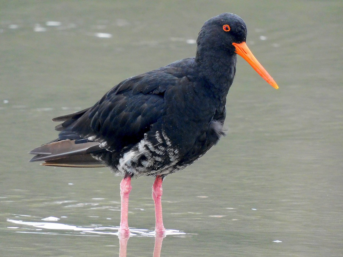 Variable Oystercatcher - ML617646403