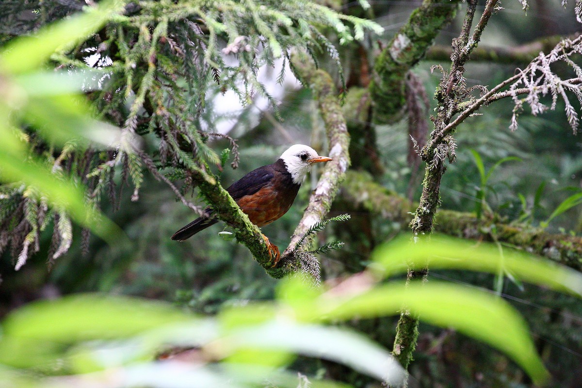 Taiwan Thrush - Chih-Wei(David) Lin