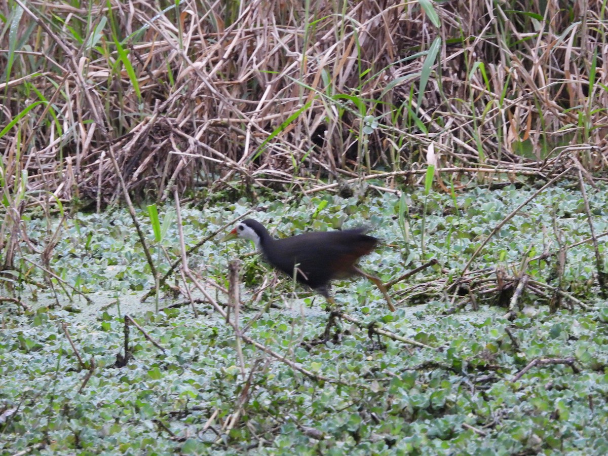 White-breasted Waterhen - ML617646432