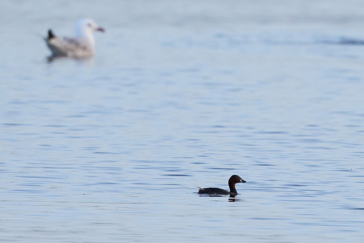 Little Grebe - ML617646438