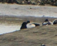 Greater Scaup - ML617646484