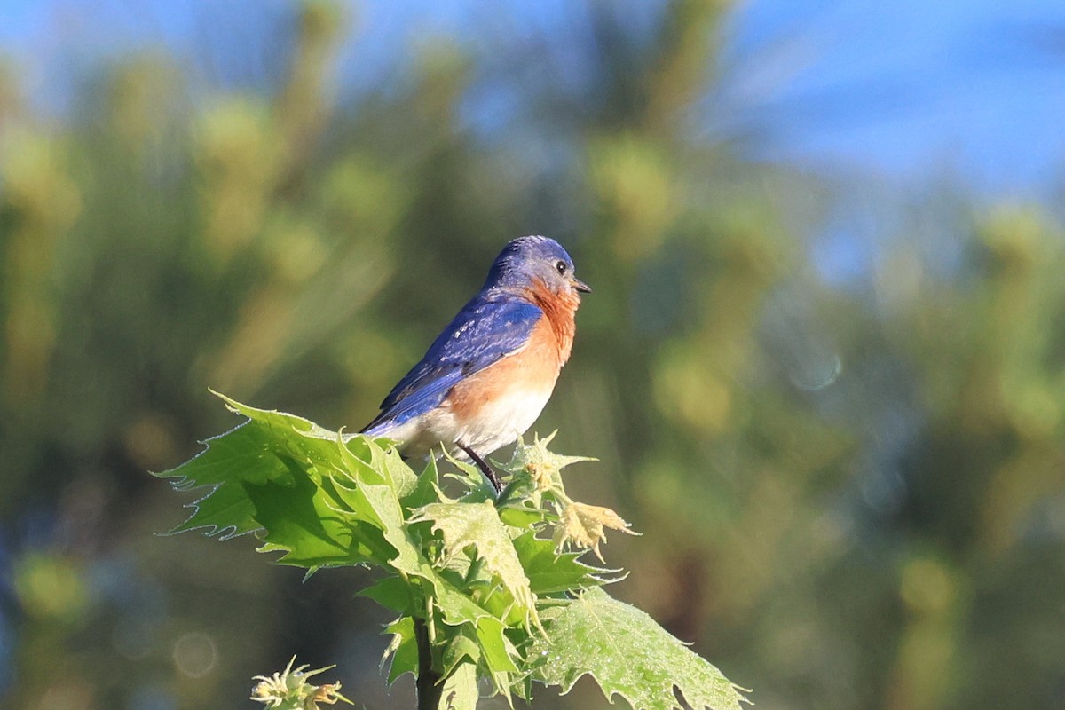 Eastern Bluebird - ML617646490