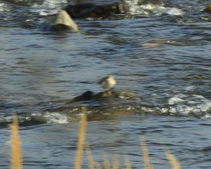 Common Sandpiper - ML617646538