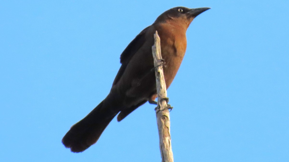 Common Grackle - ML617646554