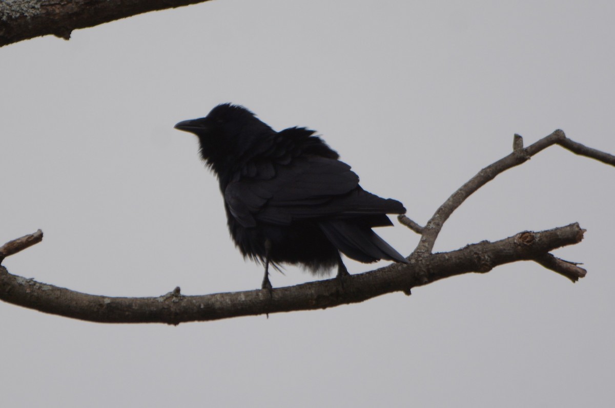 Fish Crow - ML617646556