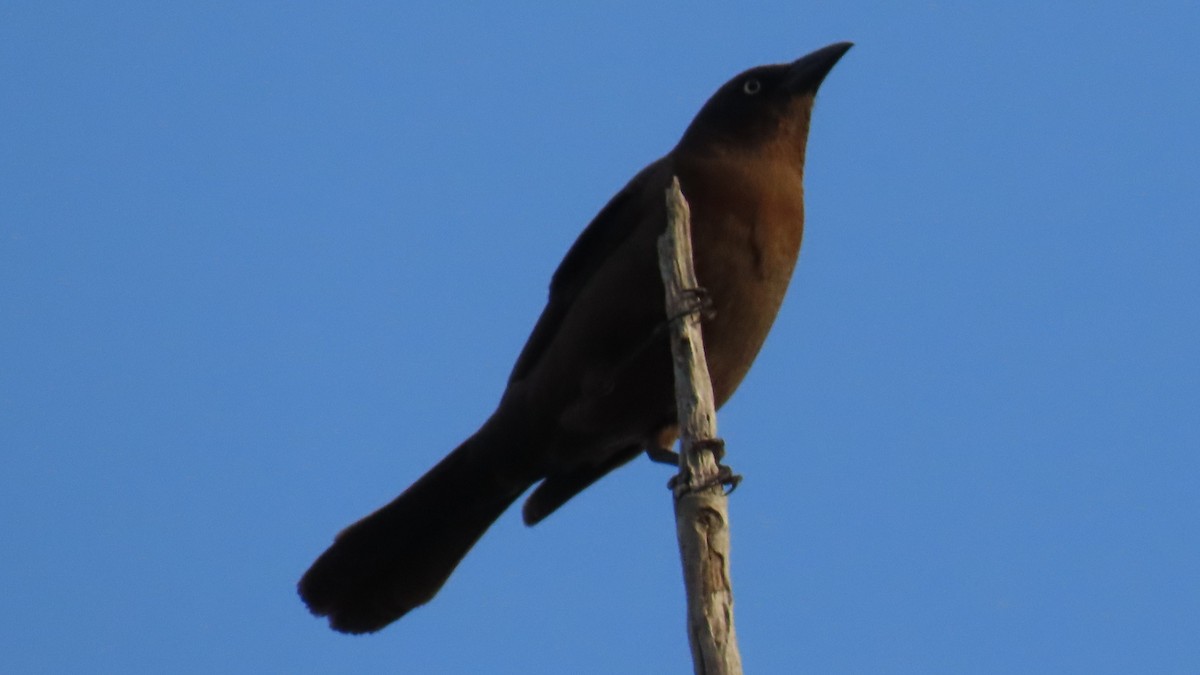 Common Grackle - ML617646557