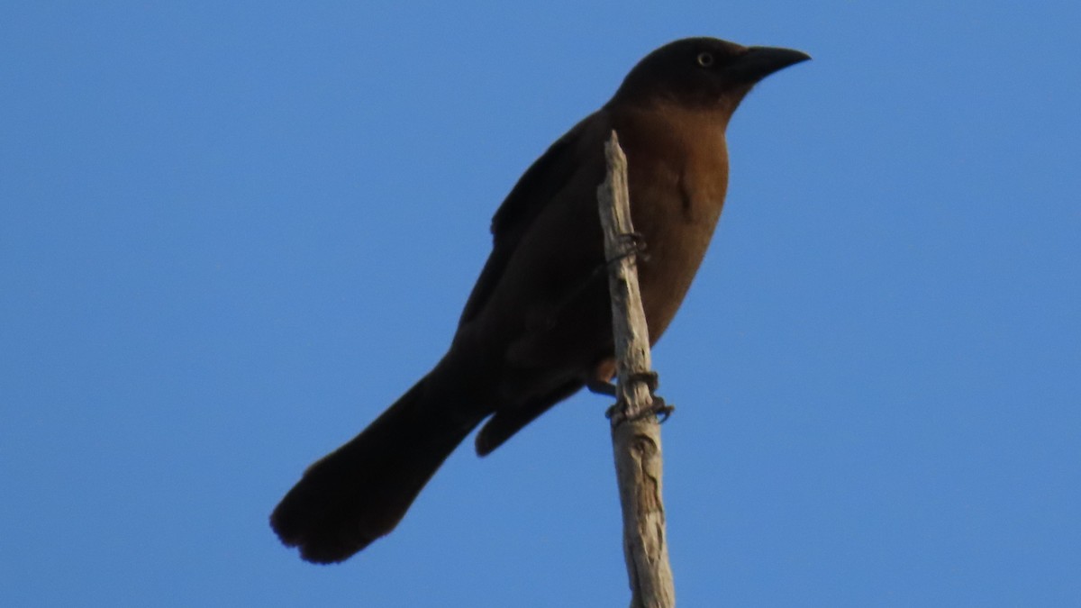 Common Grackle - ML617646558