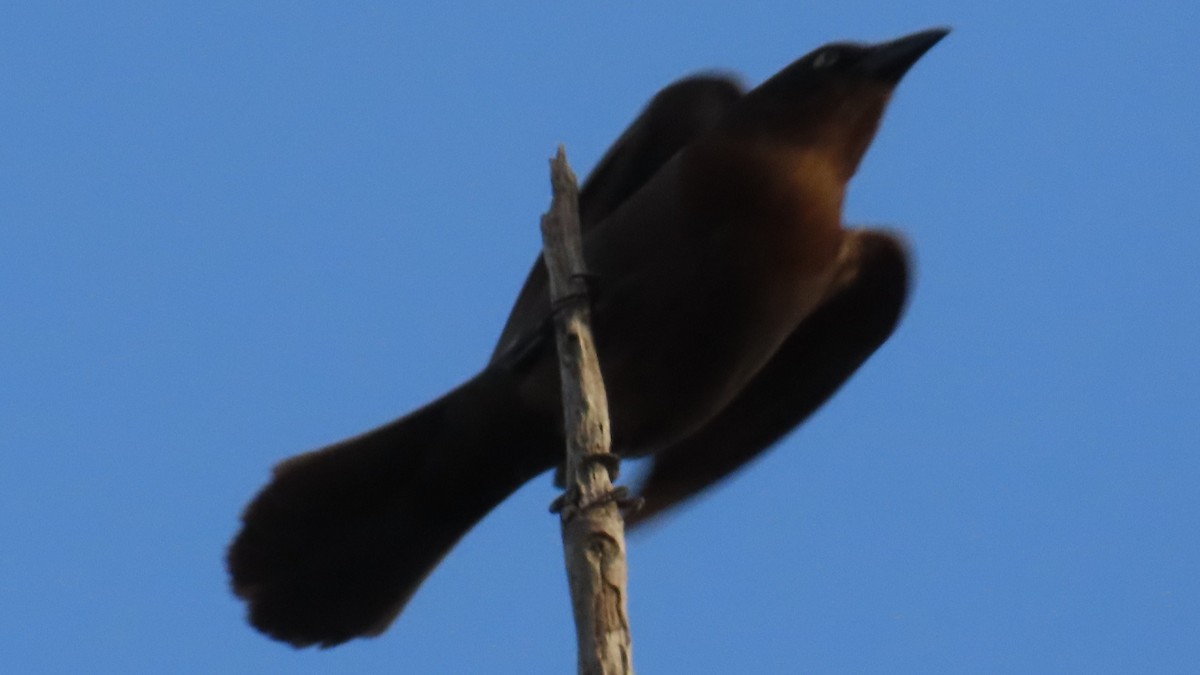 Common Grackle - ML617646560