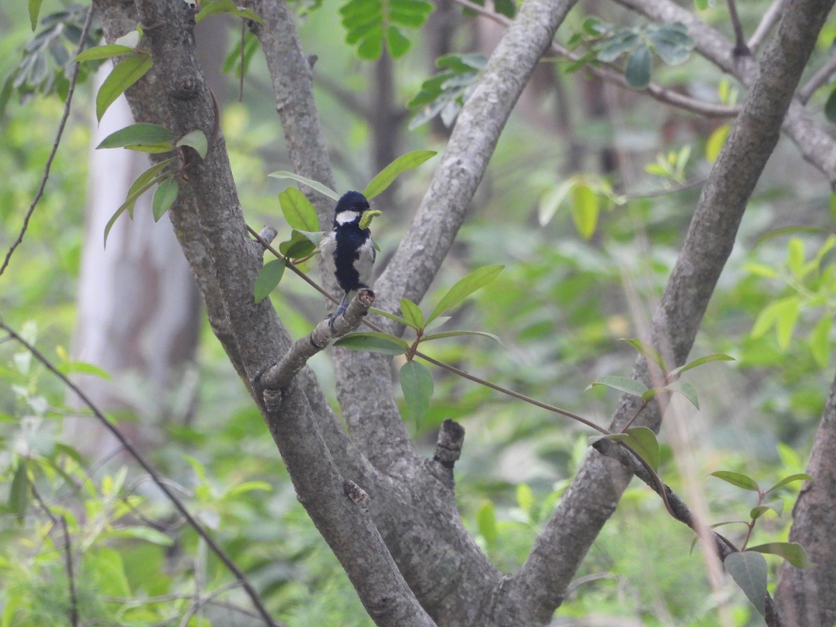 Cinereous Tit - ML617646568