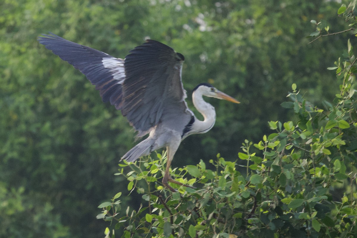 Gray Heron - Tom McIntosh